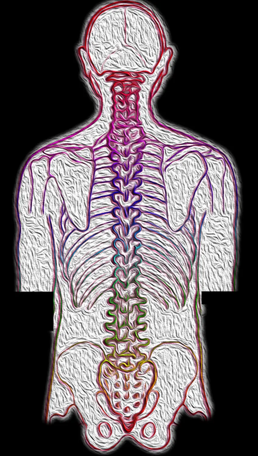 Fitmalin-anatomie de la moelle épinière