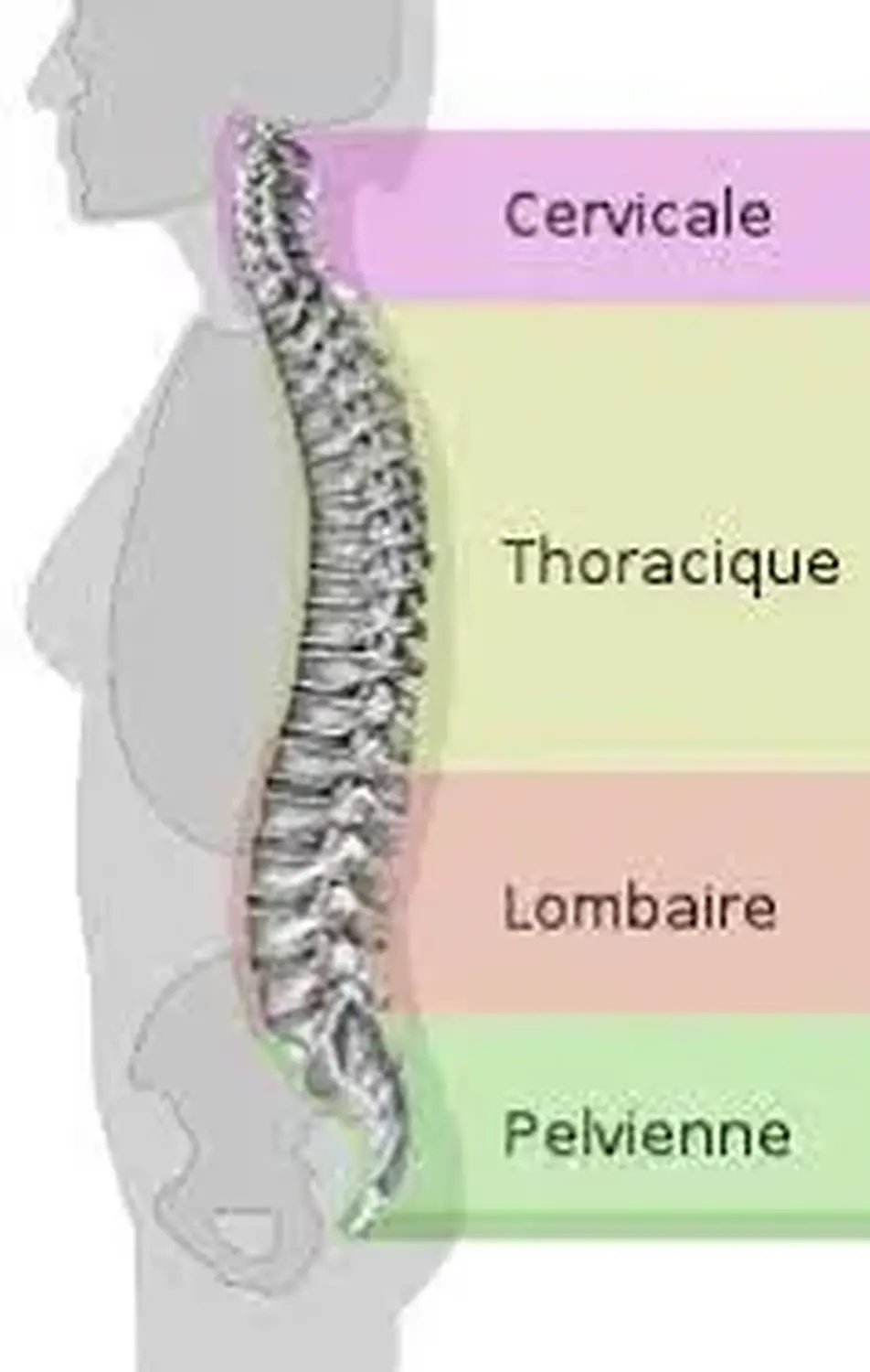 Fitmalin-anatomie de la moelle épinière